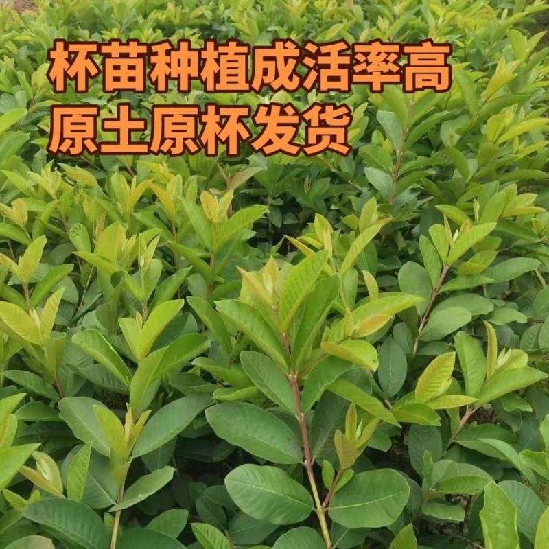 珍珠番石榴苗珍珠芭乐苗西瓜红红宝石胭脂红帝王