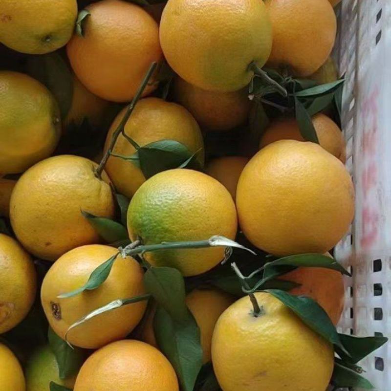赣南脐橙，工厂炸汁原料，欢迎工厂对接合作