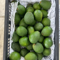 哈斯牛油果，规格，统货，精品，电商果，