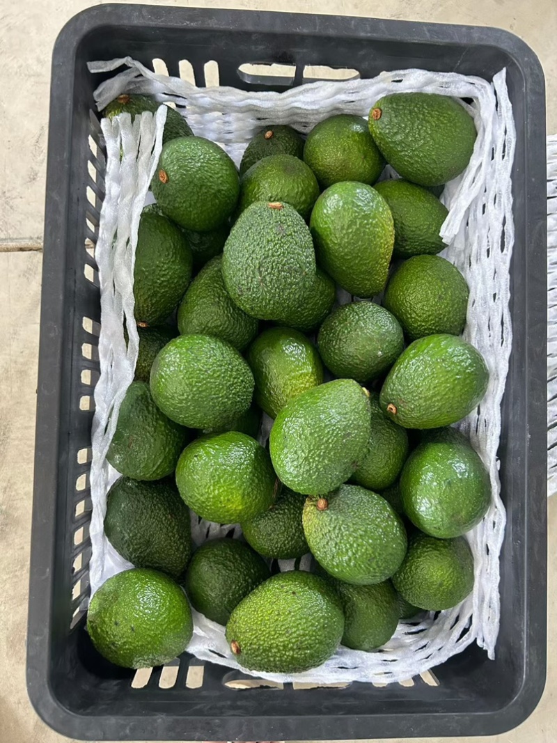 哈斯牛油果，规格，统货，精品，电商果，
