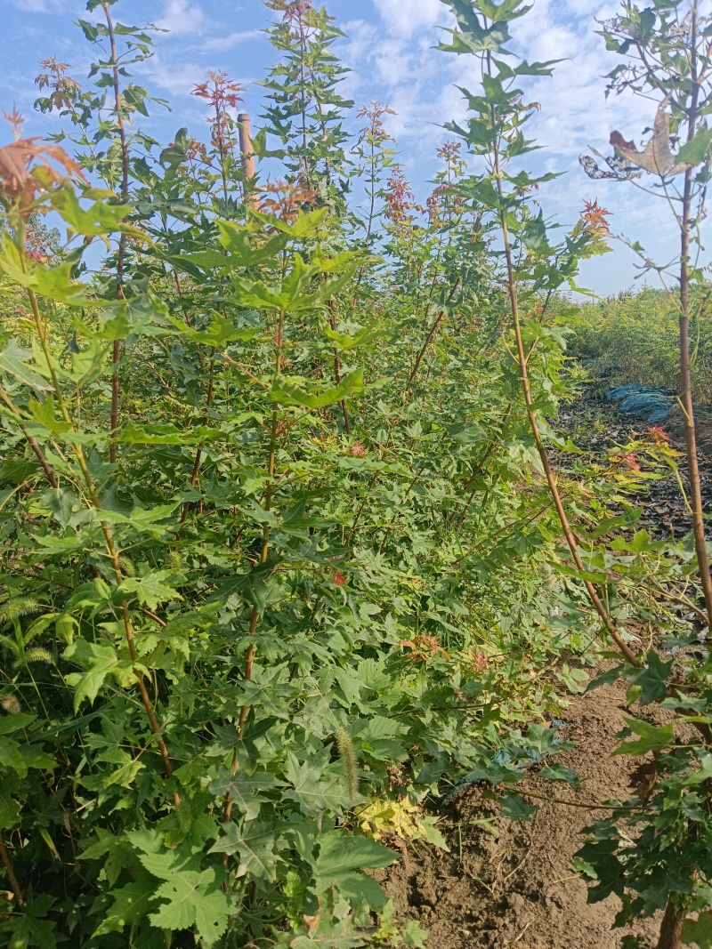 黄栌种子