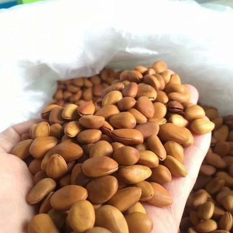 精品华山松子商超品质工厂直销一件代发