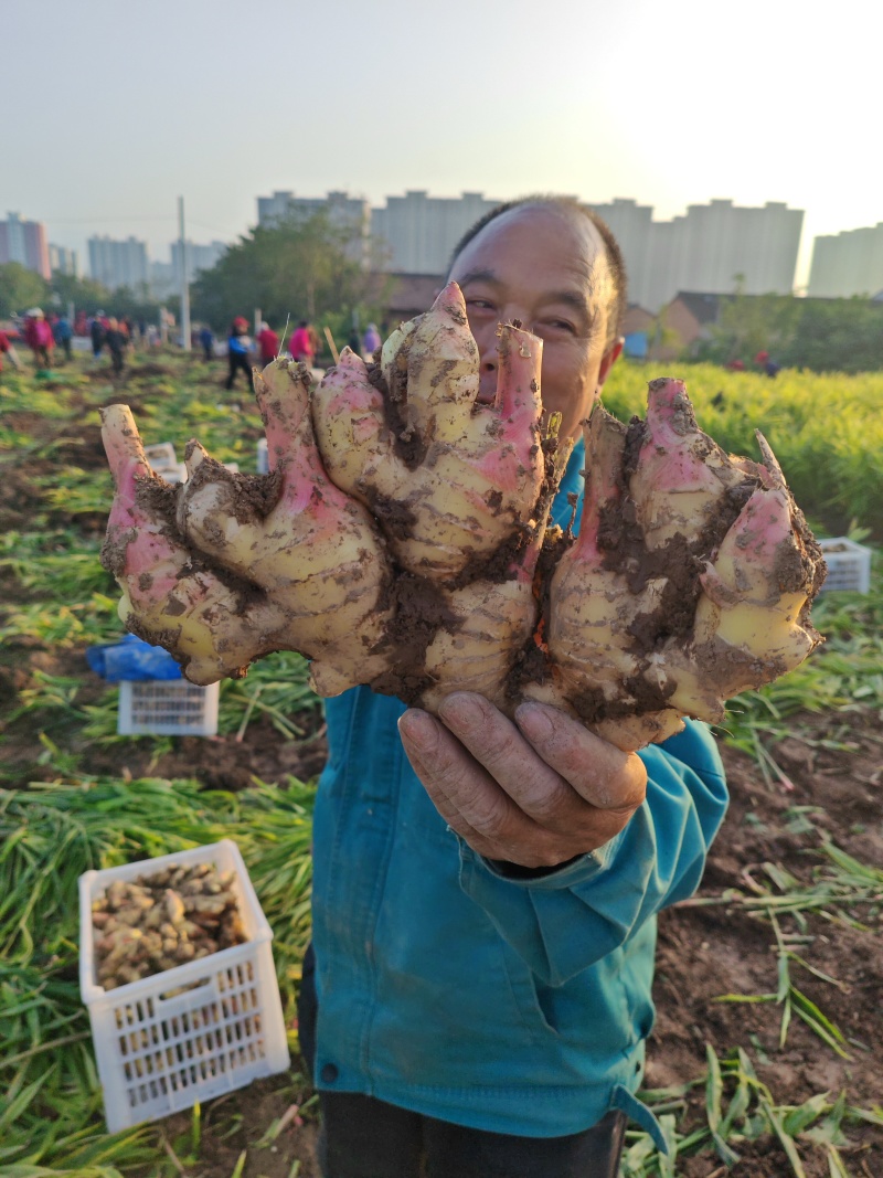 山东胖娃大黄姜品质保证支持视频看货量大从优