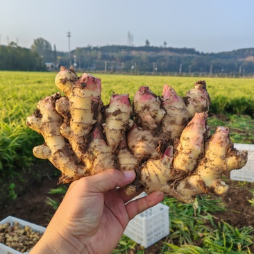山东胖娃大黄姜品质保证支持视频看货量大从优