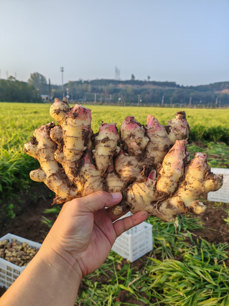 山东胖娃大黄姜品质保证支持视频看货量大从优