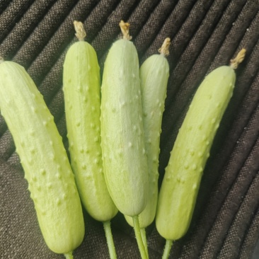 白玉奶油小黄瓜/
