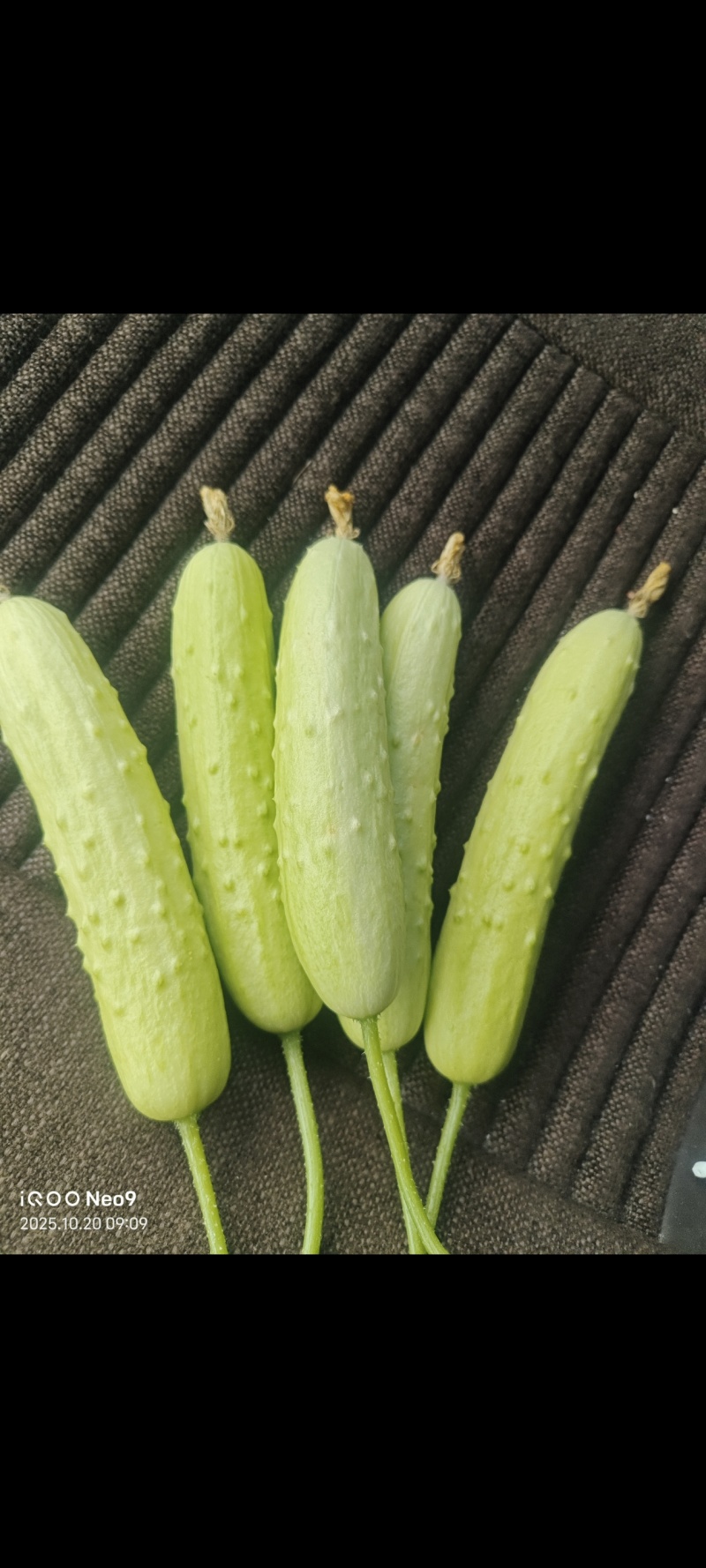 白玉奶油小黄瓜/