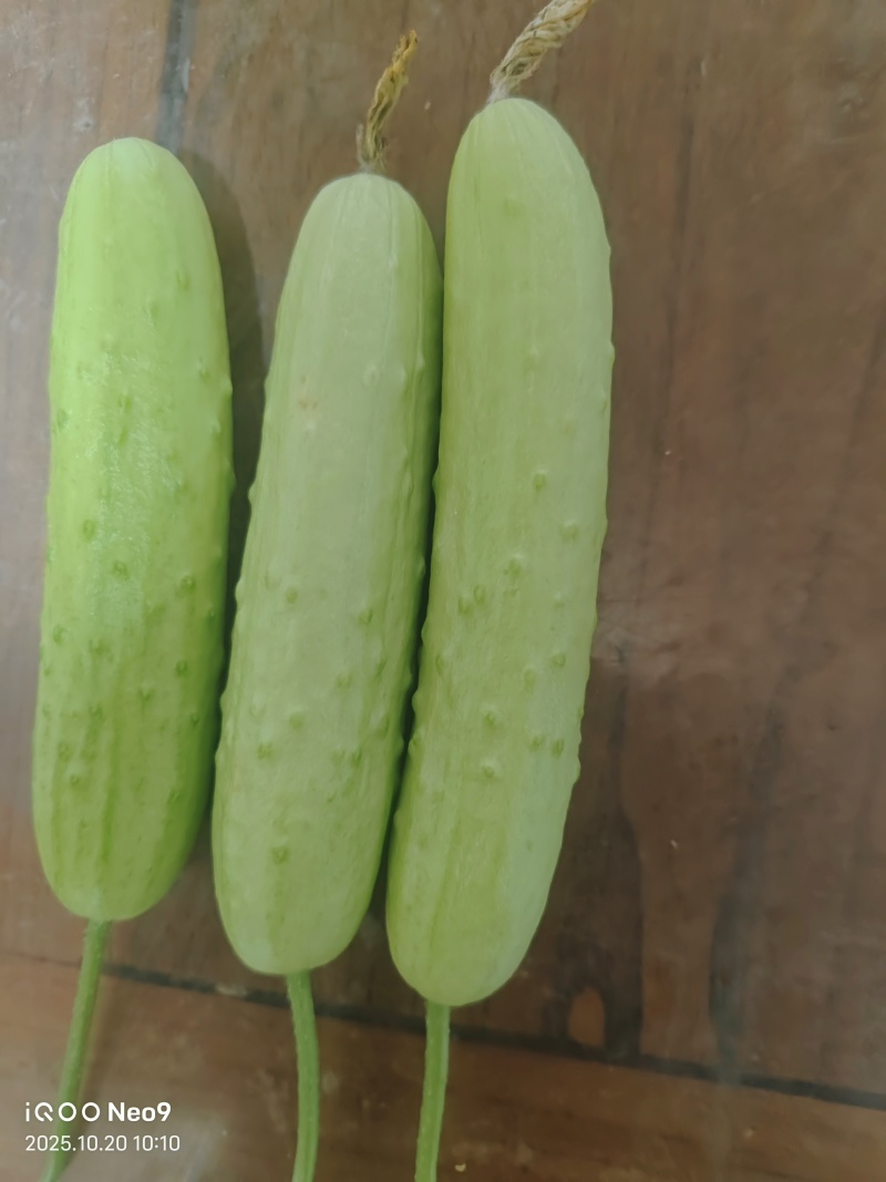 白玉奶油小黄瓜/