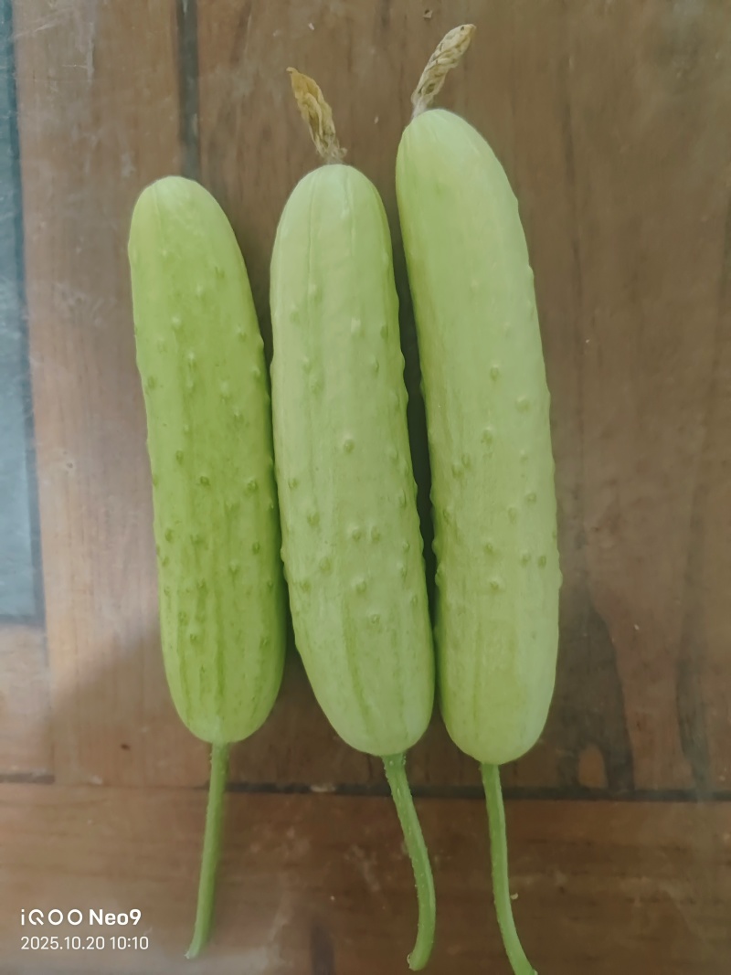 白玉奶油小黄瓜/