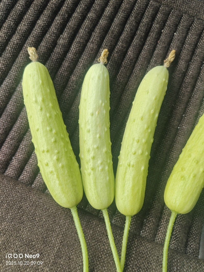 白玉奶油小黄瓜/
