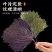 紫苏叶，干货质量保证中药材无杂质，长期有货自产自销