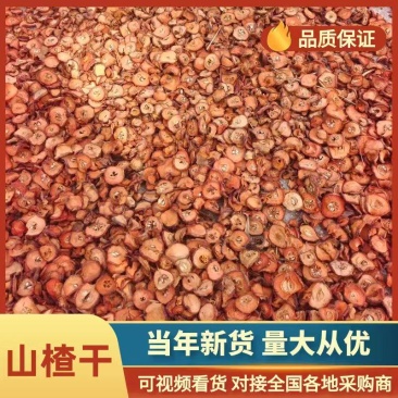 南方大果野生山楂干片上市，专业合作社加工切片，晒太阳干