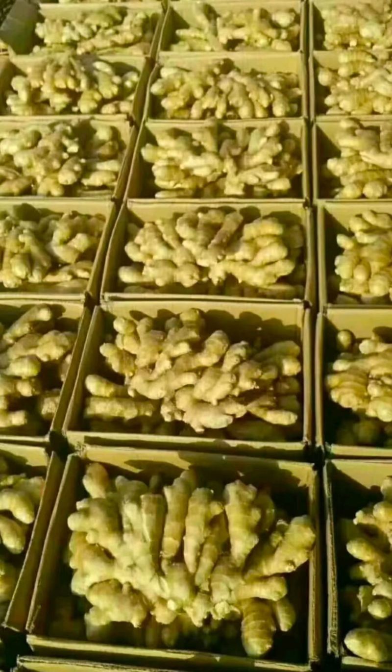 山东精品小黄姜大黄现挖带泥/水洗/风干/窖藏安需加工