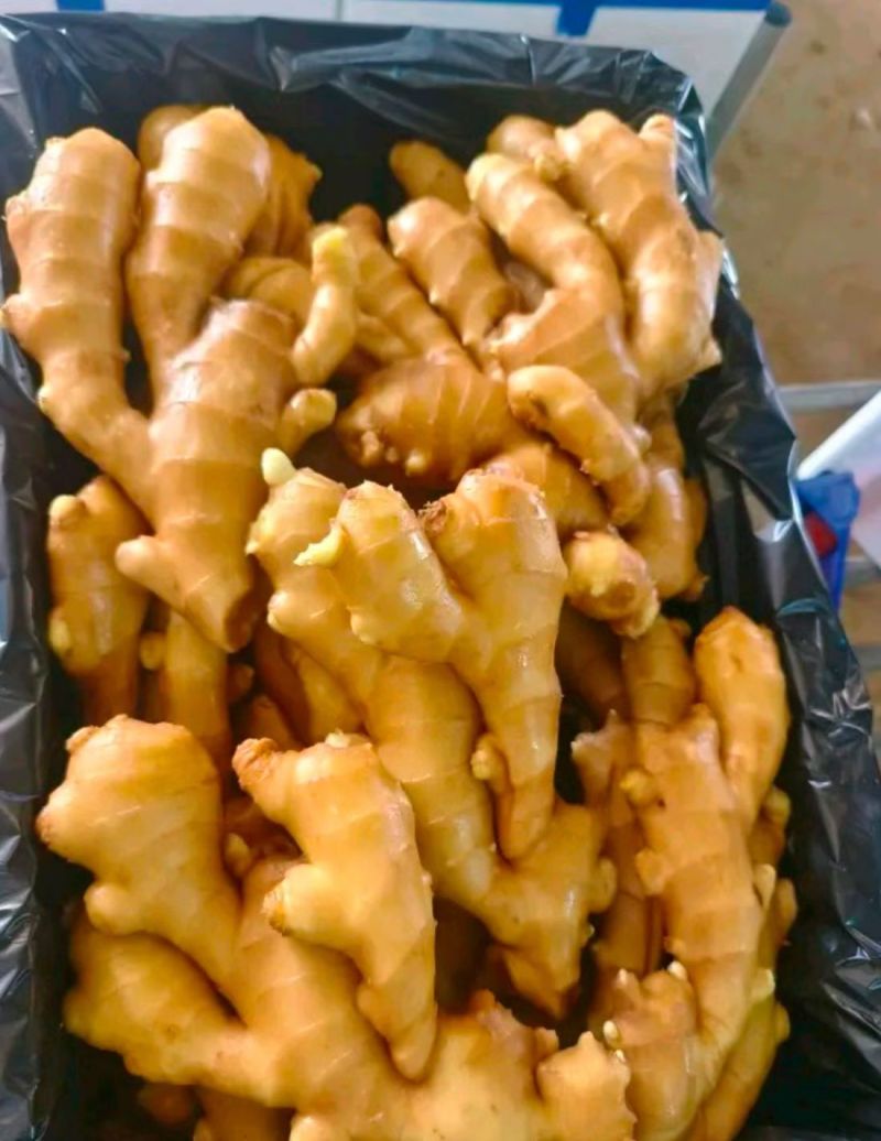 山东精品小黄姜大黄现挖带泥/水洗/风干/窖藏安需加工