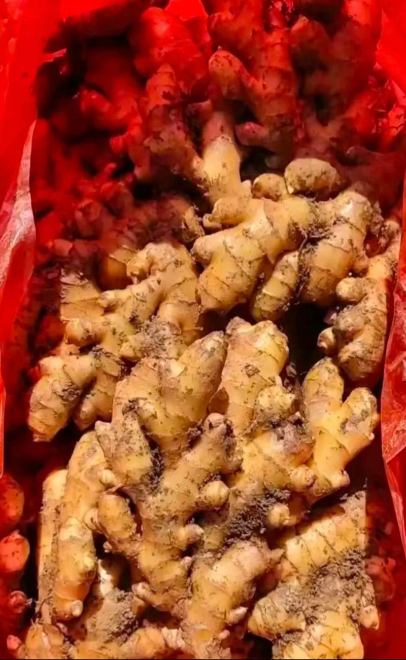 山东精品小黄姜大黄现挖带泥/水洗/风干/窖藏安需加工