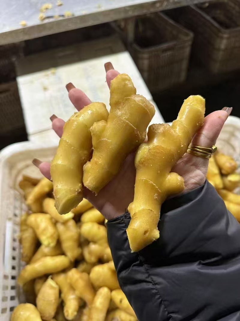 山东精品小黄姜大黄现挖带泥/水洗/风干/窖藏安需加工