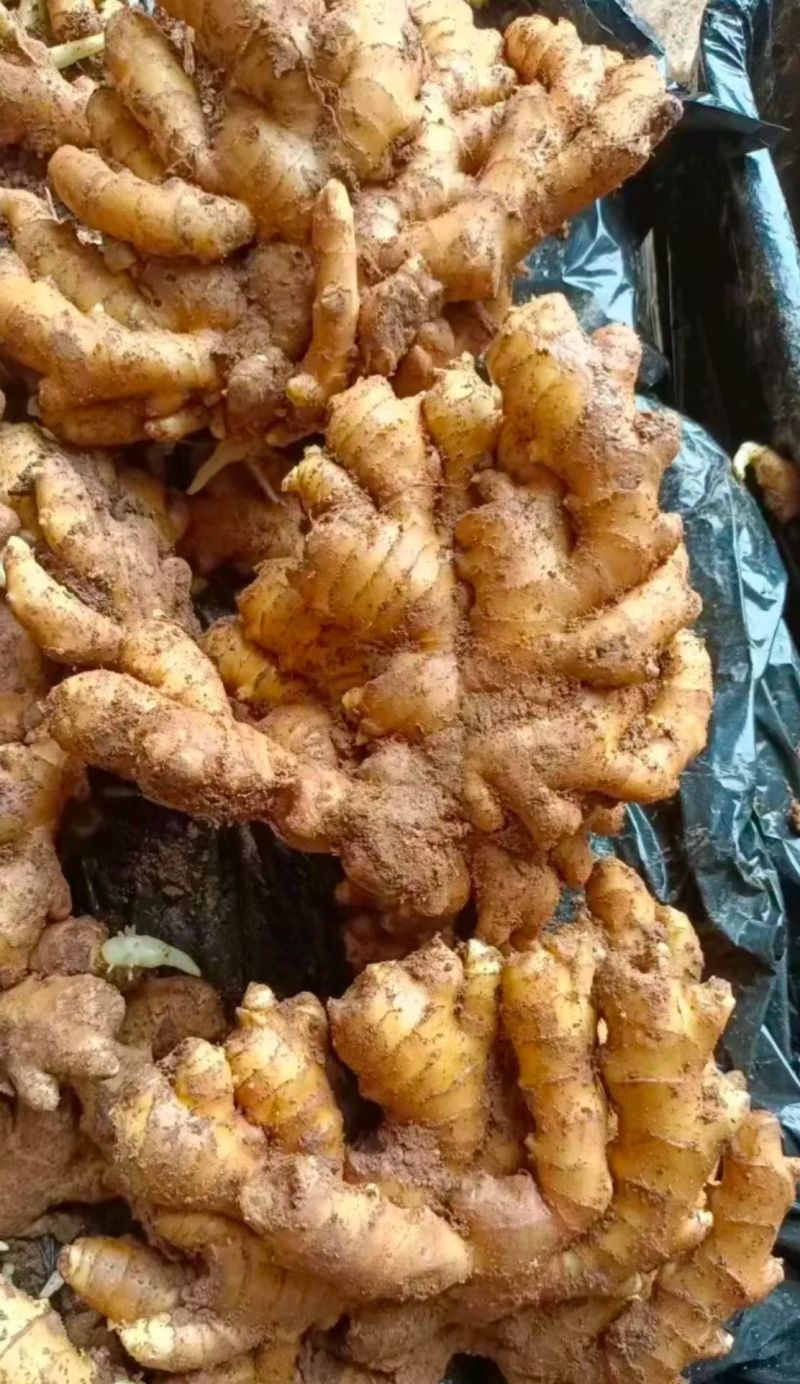 山东精品小黄姜大黄现挖带泥/水洗/风干/窖藏安需加工