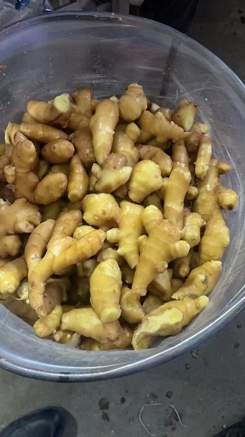 山东精品小黄姜大黄现挖带泥/水洗/风干/窖藏安需加工