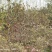 河北石家庄高山红富士苹果支持一件代发