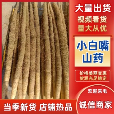 【正宗】河北小白嘴山药产地直发保质保量对接全国