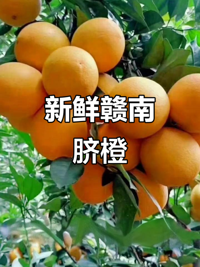 赣南脐橙