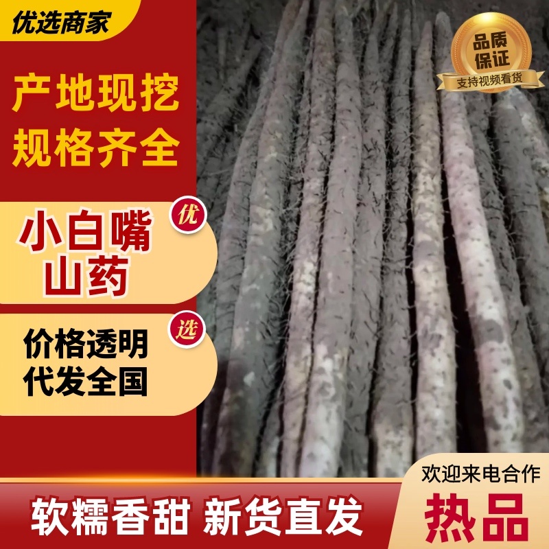 【精选】河北小白嘴山药大量上市中提供一条龙服务对接商超