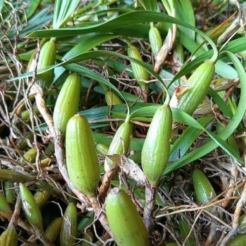 石橄榄双叶大果石仙桃煲汤炖鸡煲药食同源
