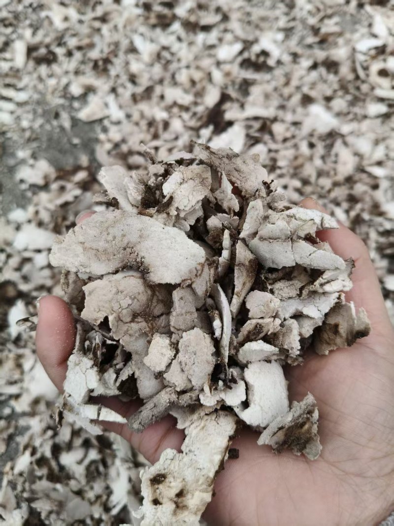 茯苓皮