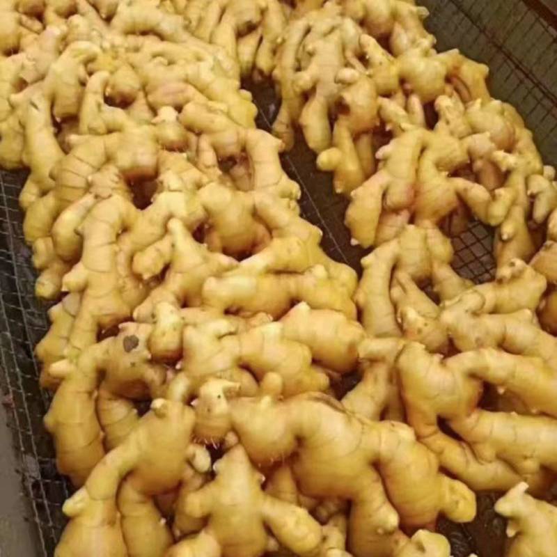 山东精品小黄姜大黄现挖带泥/水洗/风干/窖藏安需加工