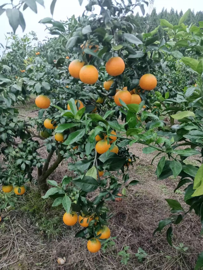 《热卖》四川爱媛果冻橙基地直发保质保量一条龙服务量大从优
