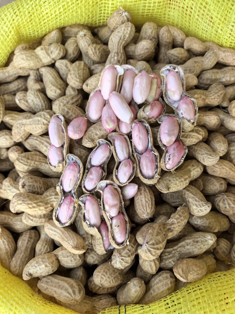 开封鲜花生供应全国平台市场，货源充足，品质保证，欢迎来电