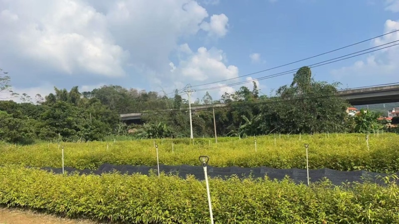 麻栎：奉新县邹家苗圃基地欢迎老板来电洽谈