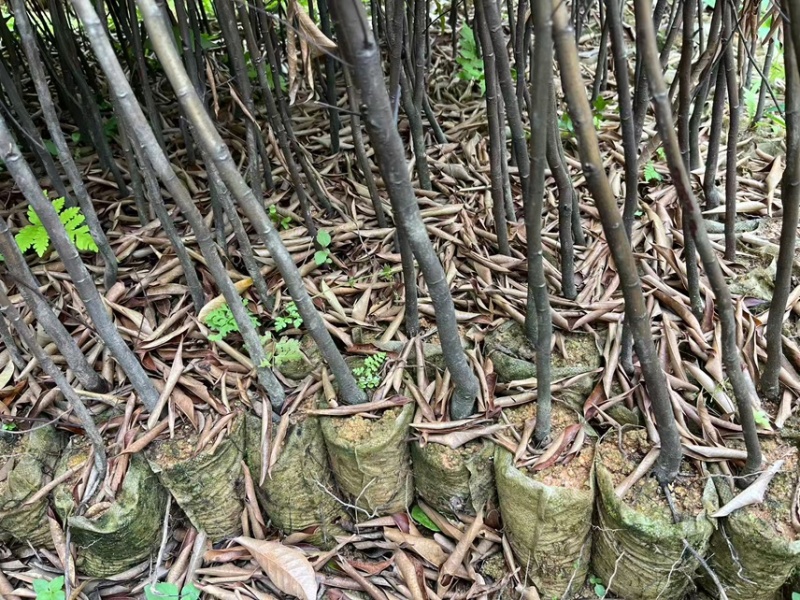 麻栎：奉新县邹家苗圃基地欢迎老板来电洽谈