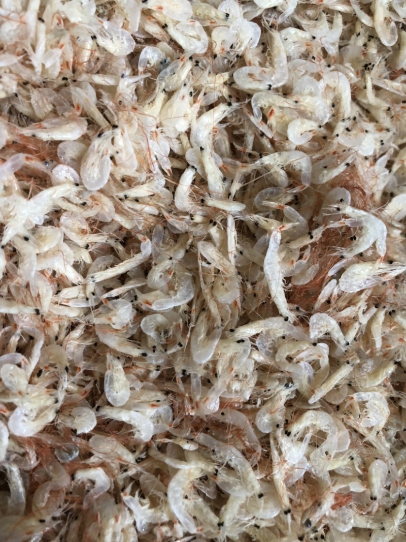 渤海湾新虾皮，5元一斤，质量杠杠的