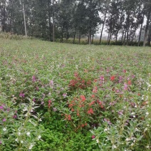 凤仙花有两亩地