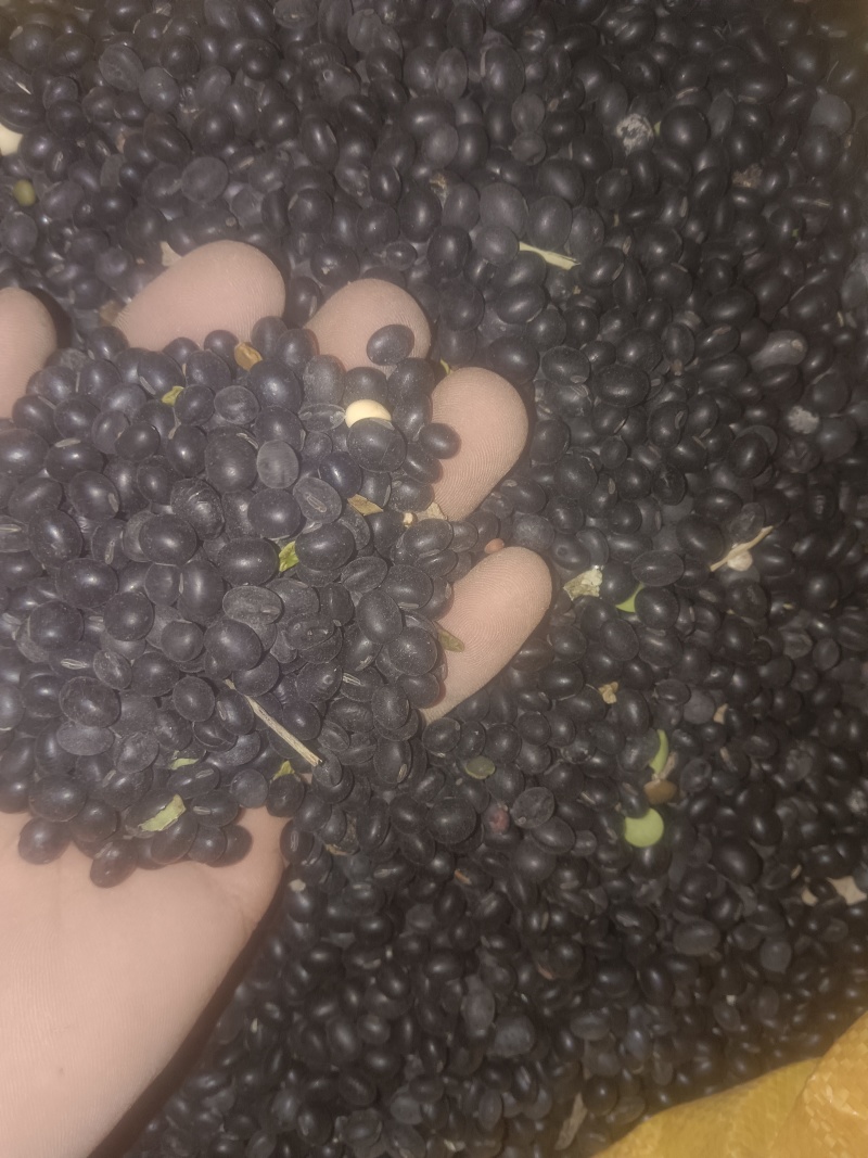 东北黑豆绿芯大颗粒