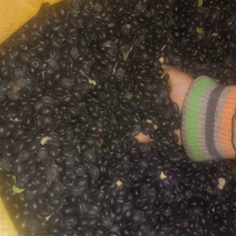 东北黑豆绿芯大颗粒