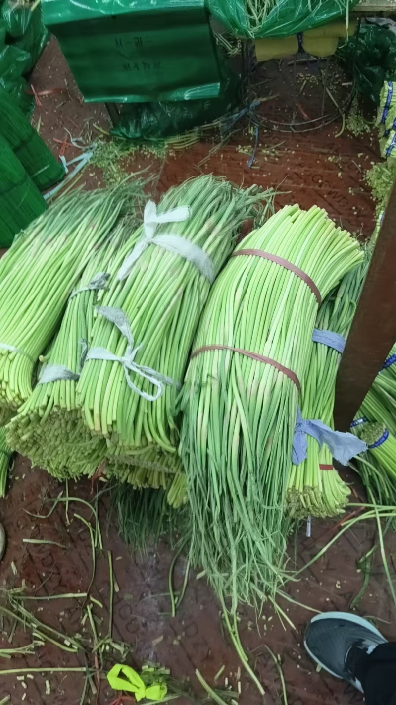 红帽蒜苔大量供应各种包装规格齐全欢迎来电咨询选购
