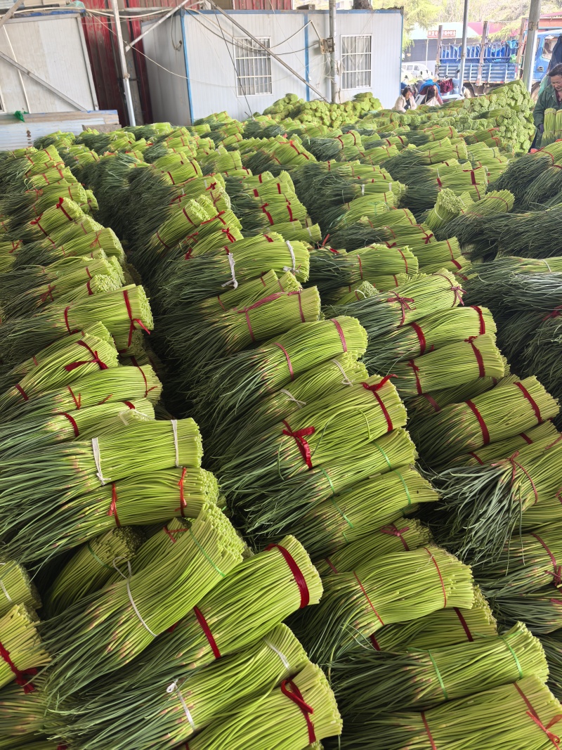 红帽蒜苔大量供应各种包装规格齐全欢迎来电咨询选购