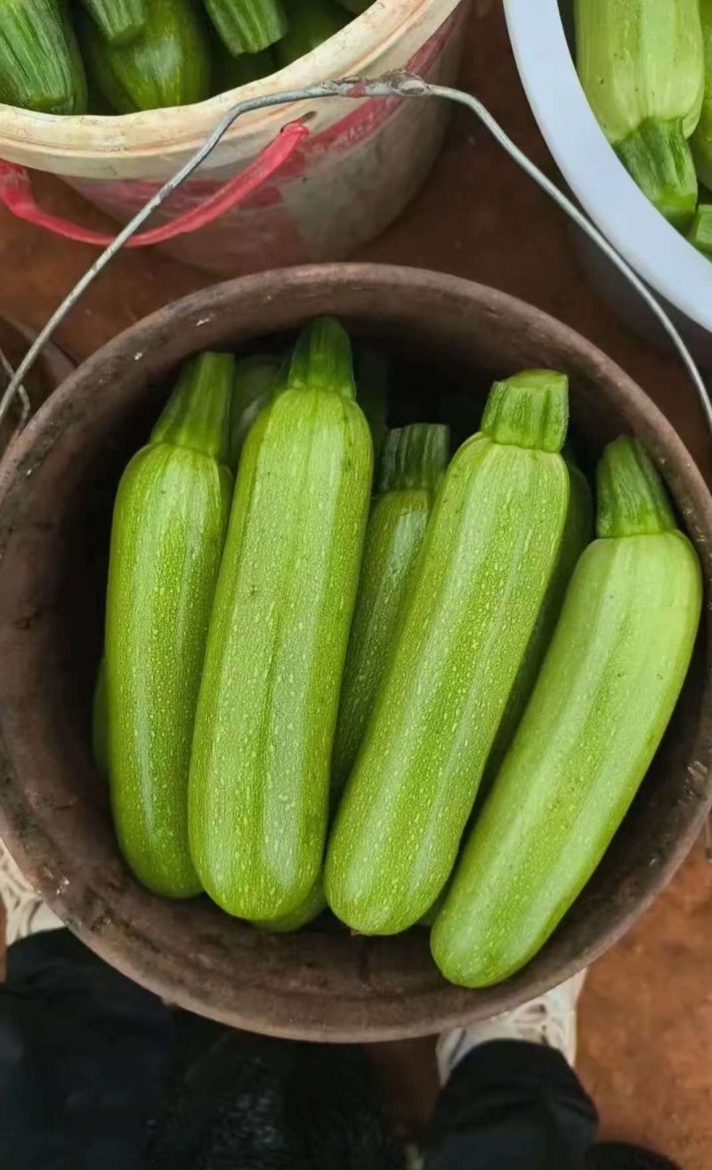 西葫芦