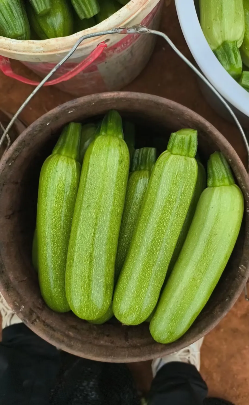 西葫芦