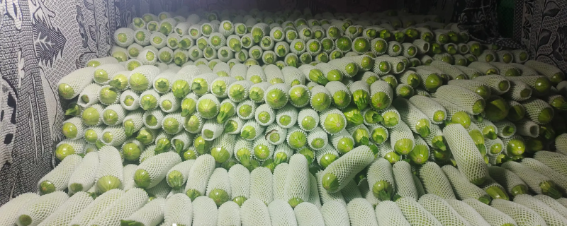 西葫芦