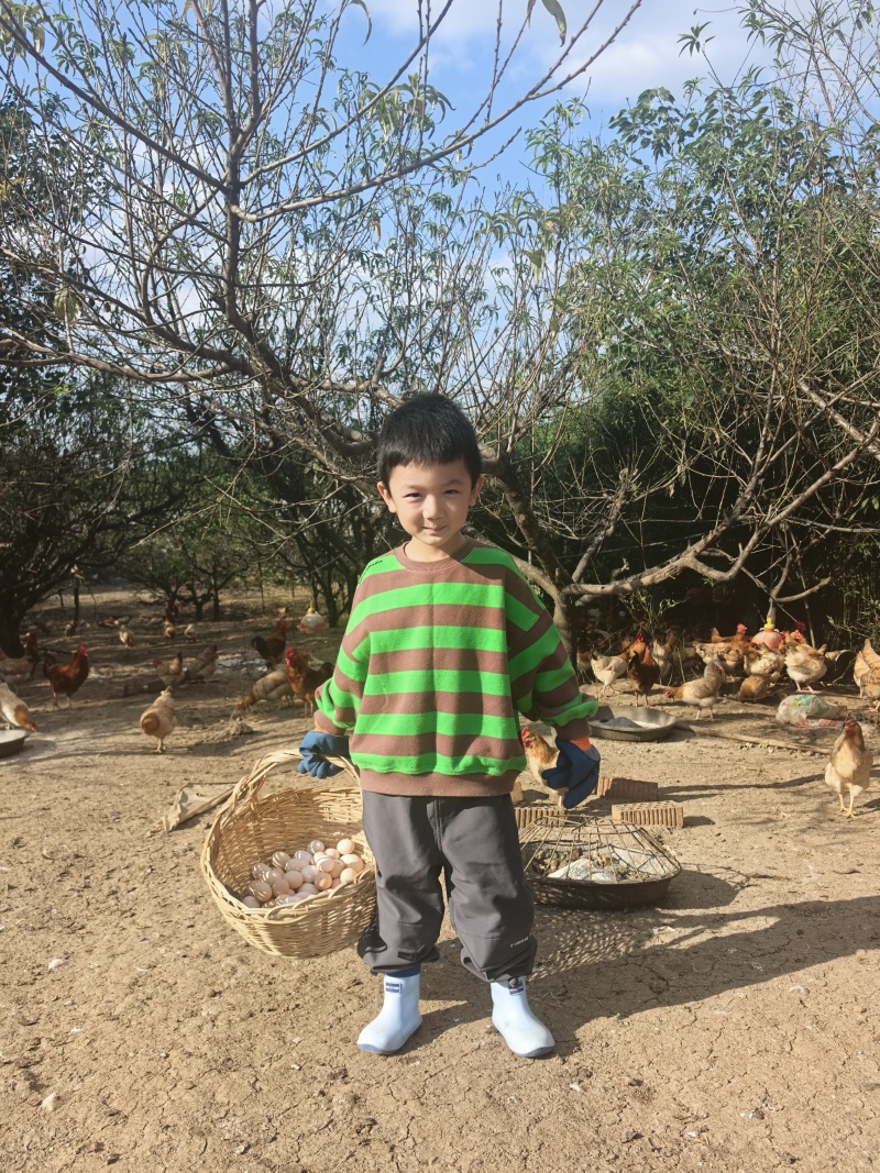 散养土鸡蛋自产自销天然玉米黄品质保证0添加