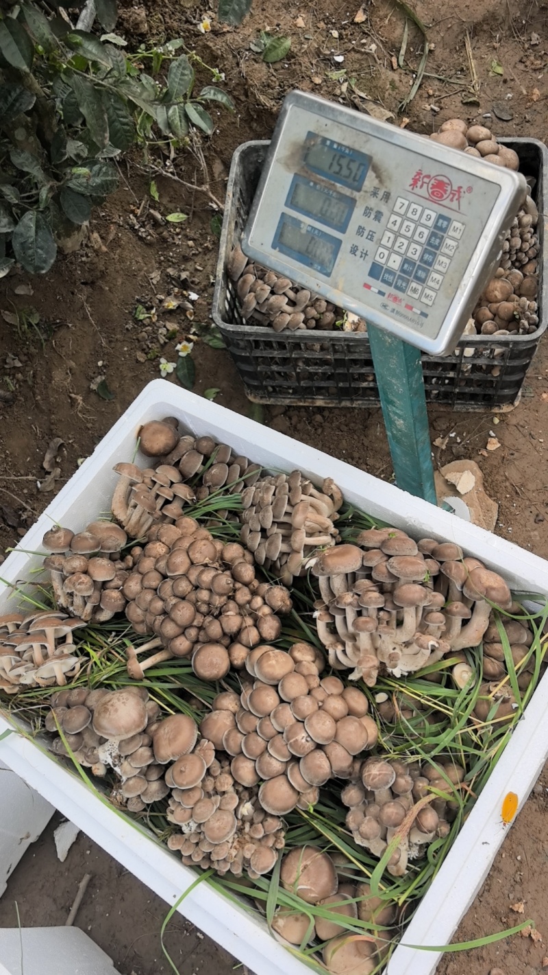 北风菌梨窝菌冷菌