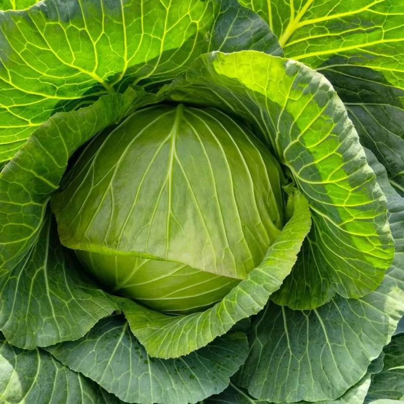 甘蓝菜包菜