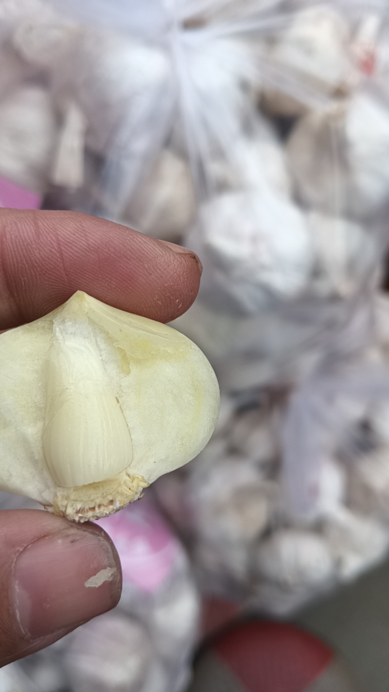 云南独蒜