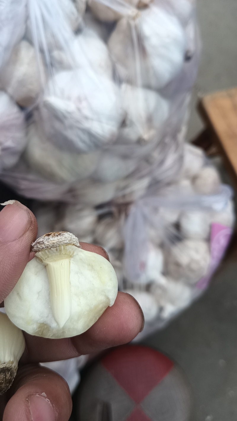 云南独蒜