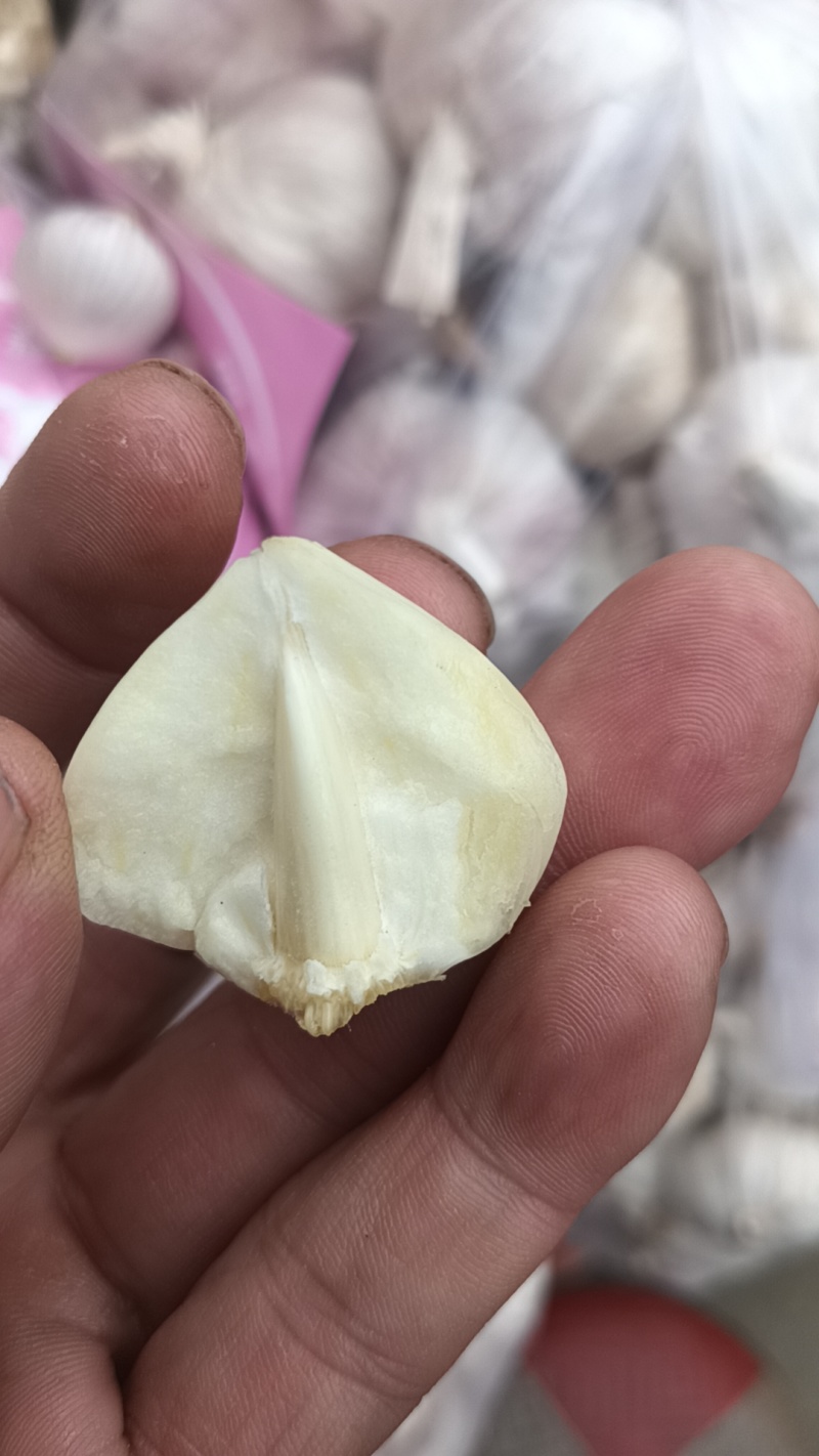 云南独蒜