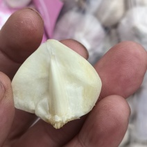 云南独蒜