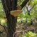 让桑黄山里红